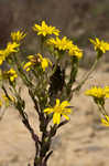 Maryland goldenaster